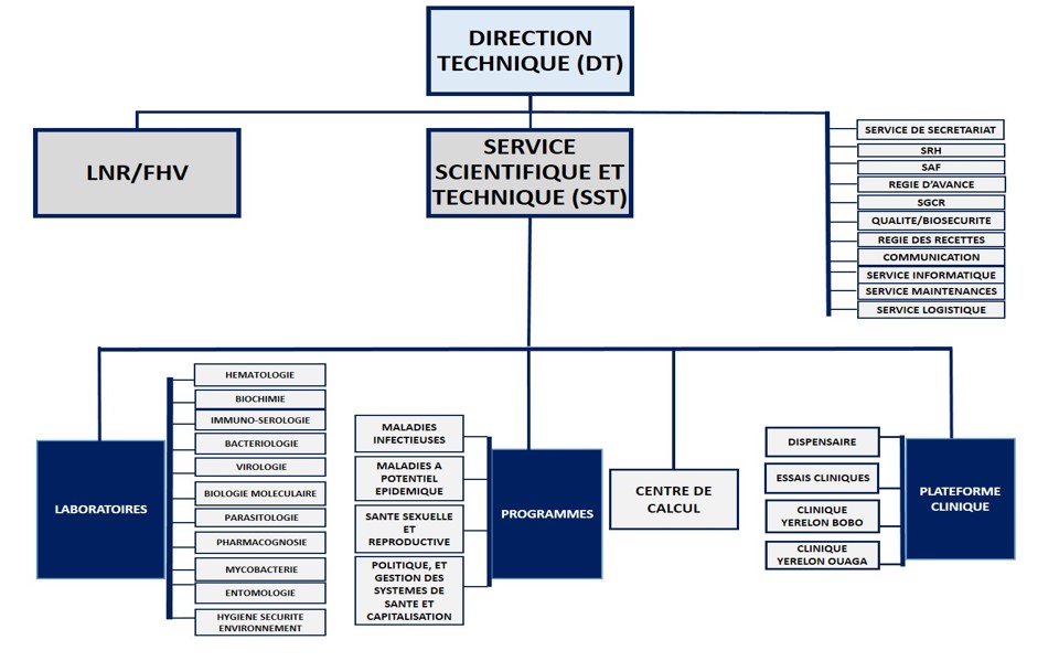 organigramme